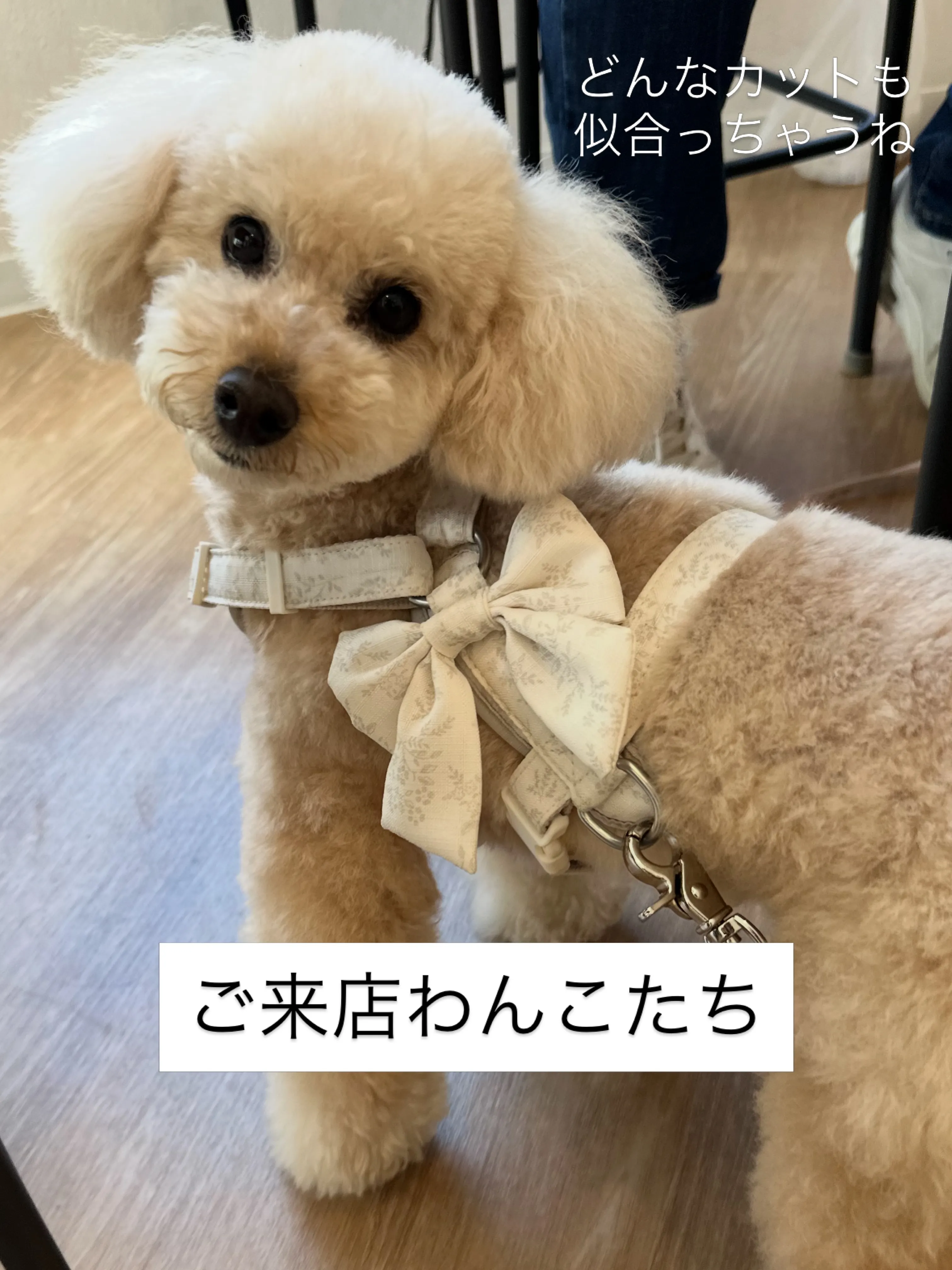 《ご来店わんこたち》